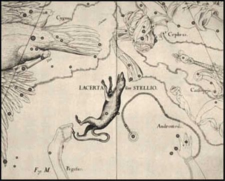 Lac - Ještěrka